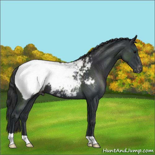 Horse Color:Black Appaloosa 