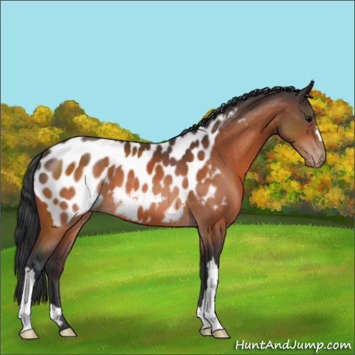Horse Color:Bay Appaloosa 