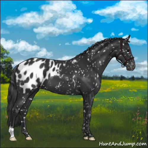 Horse Color:Black Appaloosa 