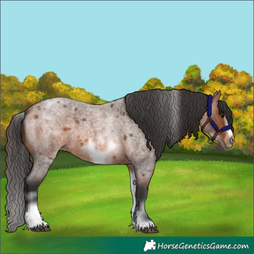 Horse Color:White Spotted Bay Roan Frame