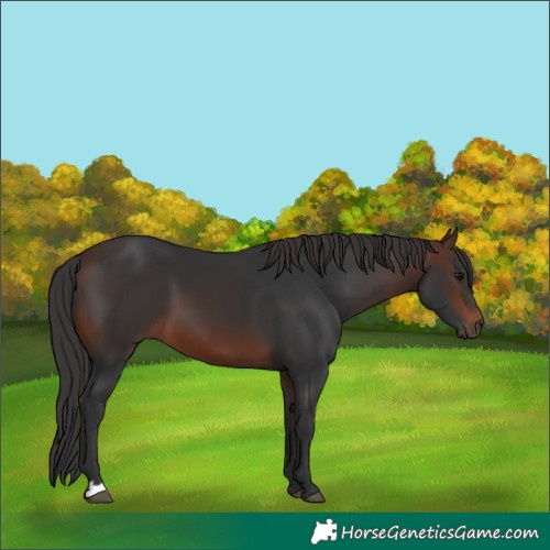 Horse Color:Brown 