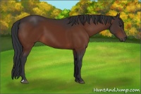 Horse Color:Brown 