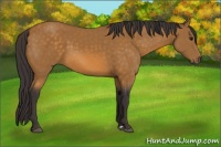Horse Color:Buckskin 