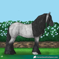 Horse Color:Blue Roan 
