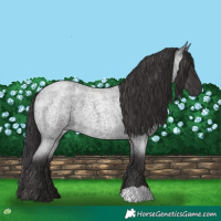 Horse Color:Smoky Blue Roan 