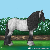 Horse Color:Blue Roan 