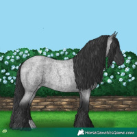 Horse Color:Blue Roan 