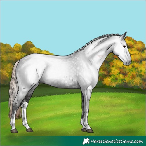 Horse Color:Gray White Spotted Liver Chestnut 