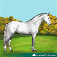 Horse Color:Gray White Spotted Liver Chestnut 
