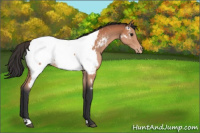 Horse Color:Bay Appaloosa 