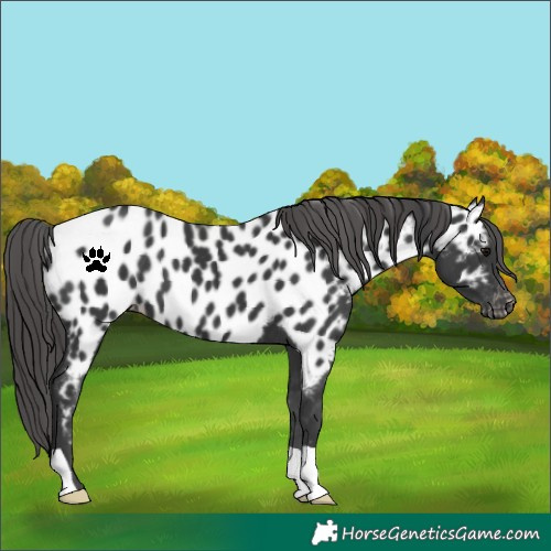 Horse Color:Black Near Leopard
