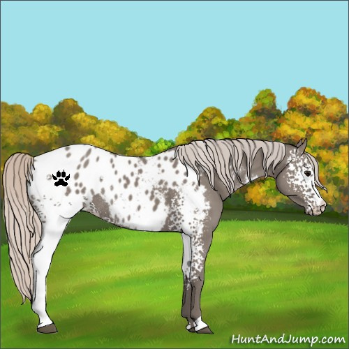 Horse Color:White Spotted Silver Grullo Blanket Rabicano
