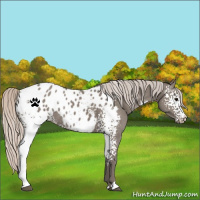 Horse Color:White Spotted Silver Grullo Appaloosa Rabicano 