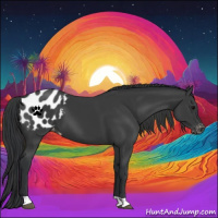 Horse Color:Black Appaloosa