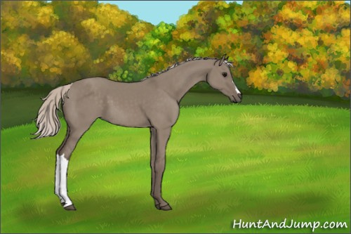 Horse Color:Silver Grullo 