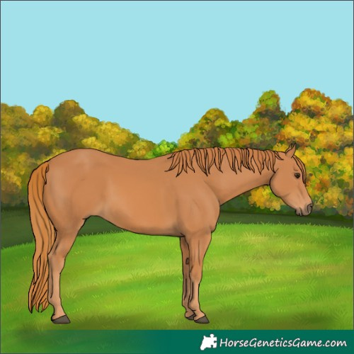 Horse Color:Chestnut 