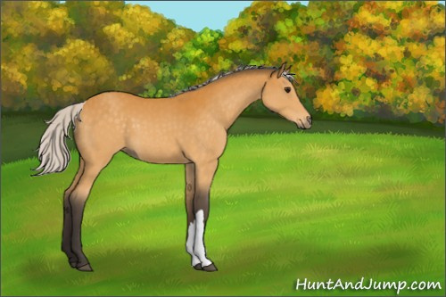 Horse Color:Silver Buckskin 