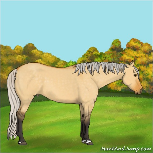 Horse Color:Silver Buckskin Dun 