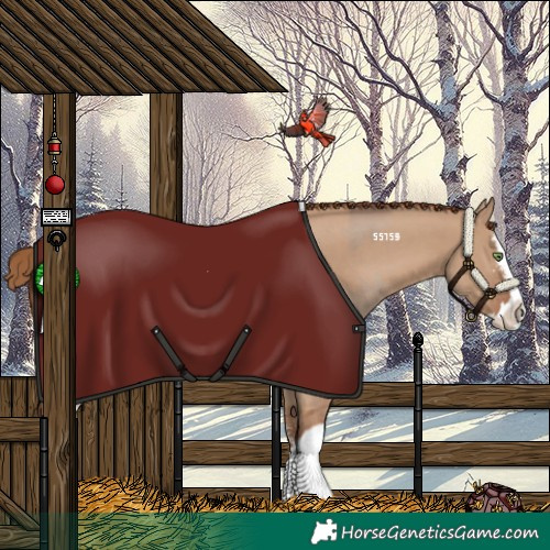 Horse Color:Amber Champagne Splash Rabicano  and Red Dun Sabino Splash Rabicano 