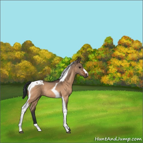 Horse Color:Bay Dun Tobiano Rabicano 