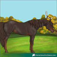 Horse Color:Liver Chestnut 