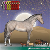 Horse Color:Brown Dun Tobiano Appaloosa Rabicano 