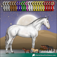 Horse Color:Brown Dun Tobiano Appaloosa Rabicano 