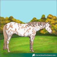 Horse Color:Gold Champagne Appaloosa 