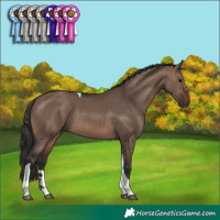 Horse Color:Brown Dun Tobiano Rabicano