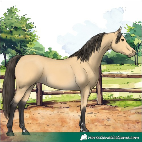 Horse Color:Buckskin 