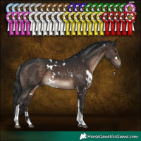 Horse Color:White Spotted Brown Tobiano Rabicano 