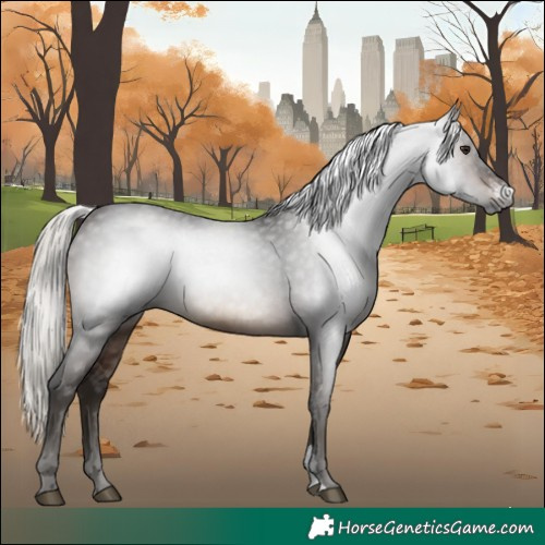 Horse Color:Gray Silver Brown Sabino 