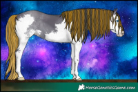 Horse Color:Painted Grullo Splash