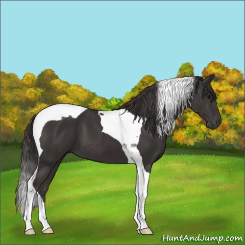 Horse Color:Smoky Black Tobiano 