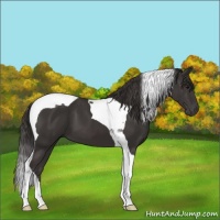 Horse Color:Smoky Black Tobiano 