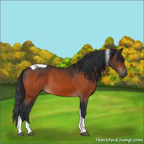 Horse Color:Bay Tobiano Rabicano 