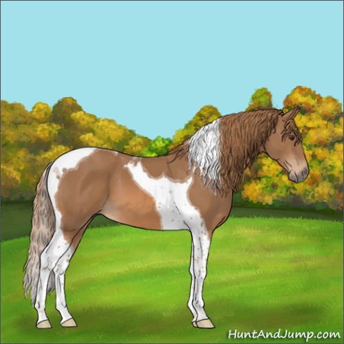 Horse Color:Chestnut Tobiano