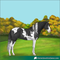 Horse Color:Black Splash Tobiano 