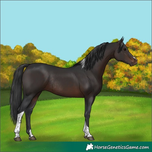 Horse Color:Brown Tobiano Rabicano