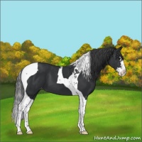 Horse Color:Black Sabino Splash Tobiano Appaloosa 