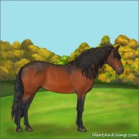 Horse Color:Bay Sabino