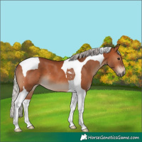 Horse Color:Silver Brown Tobiano 