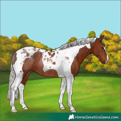 Horse Color:Silver Brown Tobiano Rabicano 