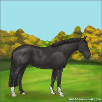 Horse Color:Smoky Black 