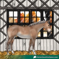Horse Color:Silver Brown Dun Rabicano 
