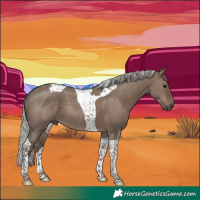 Horse Color:Silver Grullo Tobiano Rabicano