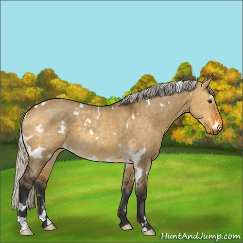 Horse Color:White Spotted Silver Buckskin Dun 