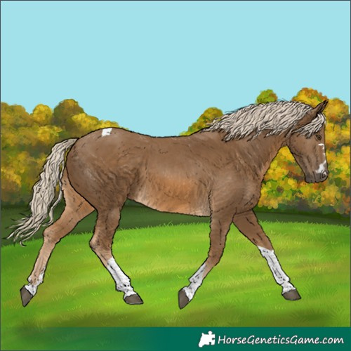 Horse Color:Chocolate Palomino Tobiano 