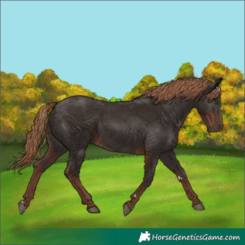 Horse Color:Liver Chestnut 