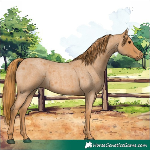 Horse Color:Red Roan 